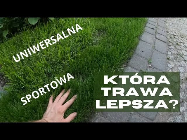 Jaką trawę na działkę rekreacyjną wybrać, by uniknąć problemów? Jaką trawę na działkę rekreacyjną wybrać, by uniknąć problemów?