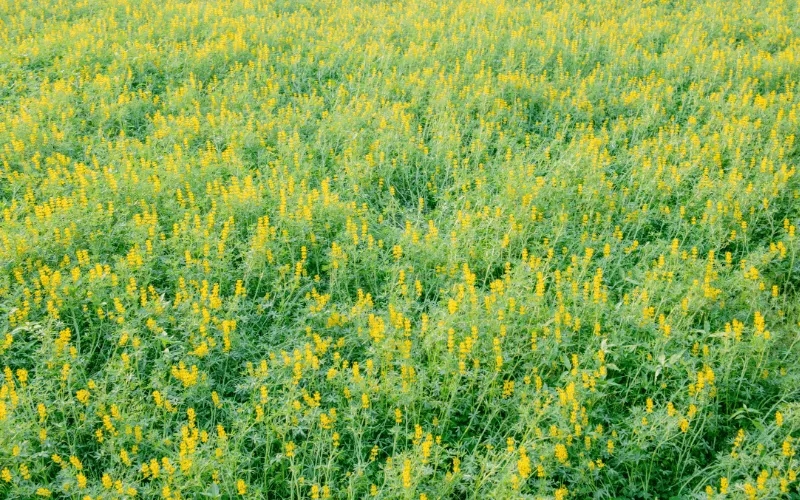 Kiedy przekopać poplon na działce, aby poprawić jakość gleby?