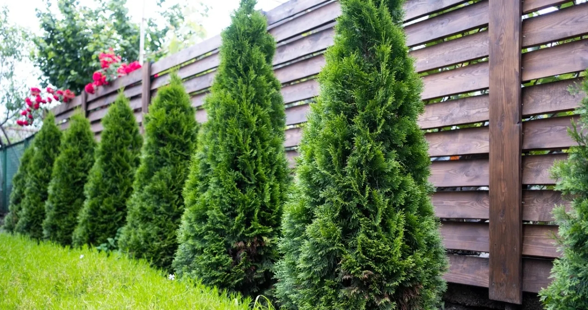 Czy można sadzić tuje na granicy działki? Przepisy i praktyczne porady