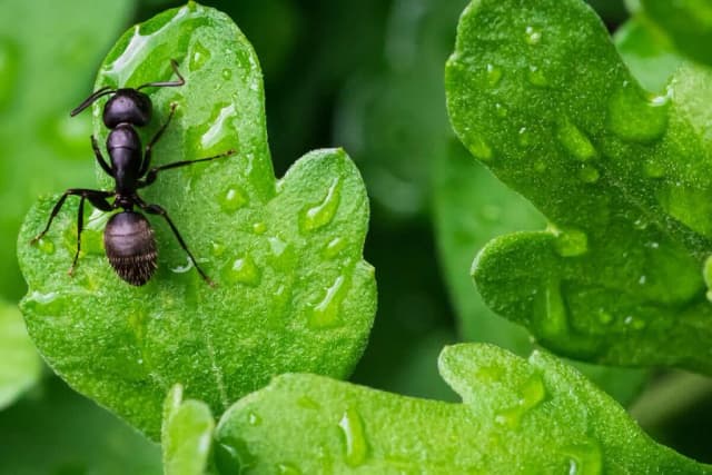 Skuteczne sposoby na pozbycie się mrówek z działki – domowe i ekologiczne metody Skuteczne sposoby na pozbycie się mrówek z działki – domowe i ekologiczne metody