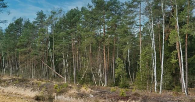 Czy działkę leśną można przekształcić na budowlaną? Poznaj trudności i koszty Czy działkę leśną można przekształcić na budowlaną? Poznaj trudności i koszty