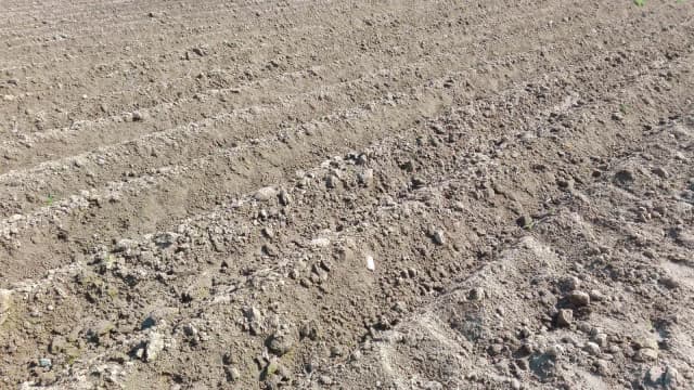 Kiedy sadzimy ziemniaki na działce, aby uniknąć nieudanych plonów Kiedy sadzimy ziemniaki na działce, aby uniknąć nieudanych plonów